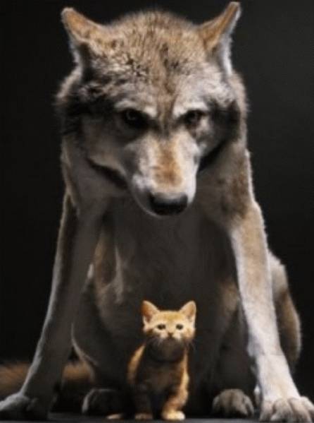волк и котёнок друзья 