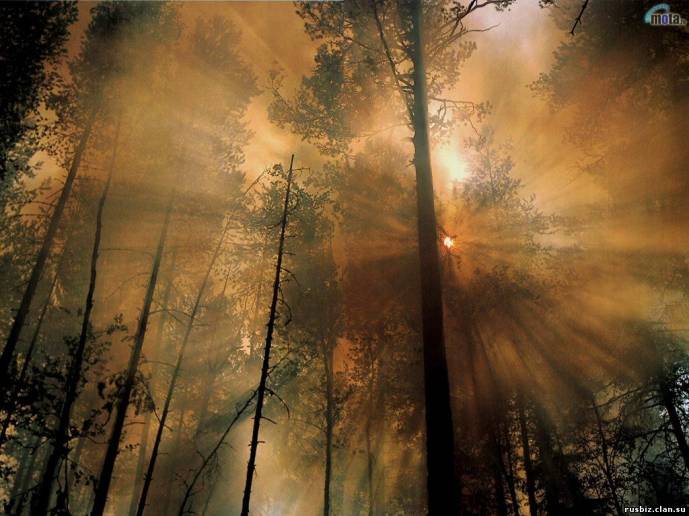 солнечный лесной природный светлый образ позитива 