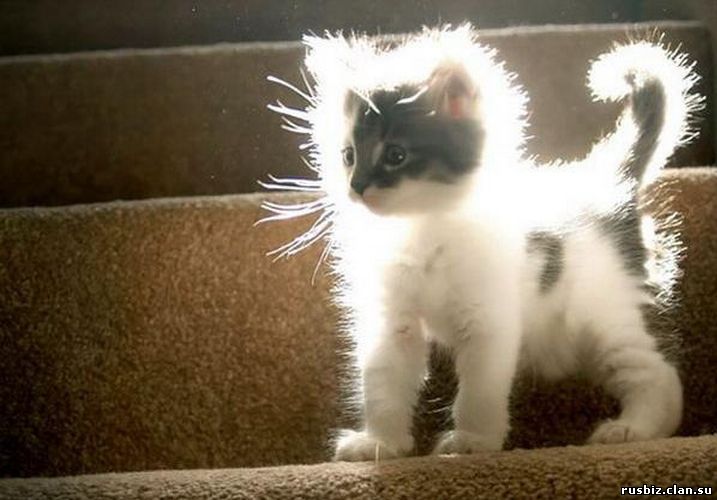 забавный котята
